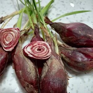 云南野生小红葱新鲜珠葱红葱头小红蒜百步还阳煲汤药用包邮