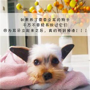 柯基鹿犬法牛吉娃娃狗狗立耳贴神器耳朵矫正器小型犬幼犬辅助器