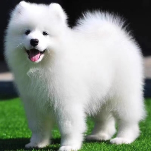 纯种萨摩耶幼犬活体微笑天使萨摩耶熊版雪橇犬纯白色中型宠物狗狗