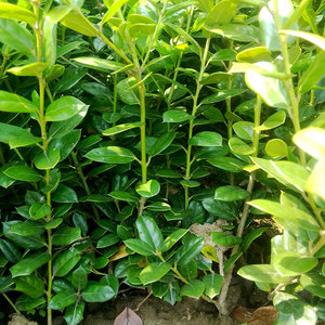 小叶无刺枸骨球柱型园林工程绿化苗木灌木类绿篱植物精品绿化树苗