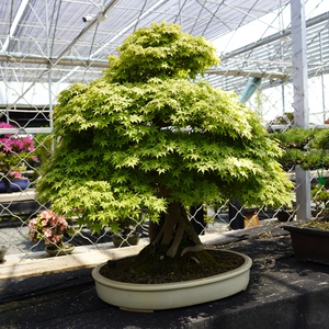 艺森园实拍一物一拍八房鹿岛枫庭院盆景