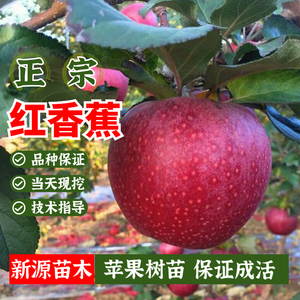 红香蕉苹果树苗嫁接红富士冰糖心苹果苗盆栽矮化地栽特大南方北方
