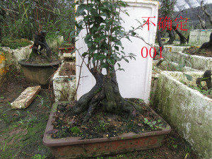 老鸦柿盆栽野柿子树桩盆景绿植石头鸦公母不确定三年熟桩实物拍摄