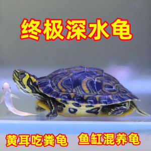 深水龟鱼缸混养黄耳龟侧劲小乌龟活物纯种黄头吃粪龟观赏宠物海龟