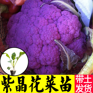 紫晶一号花椰菜秧苗四季春秋蔬菜种子西兰花宝塔菜高产蔬菜阳台籽