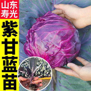 山东寿光早熟紫甘蓝菜种苗带土球四季紫白菜孢子卷心种子花菜苗籽