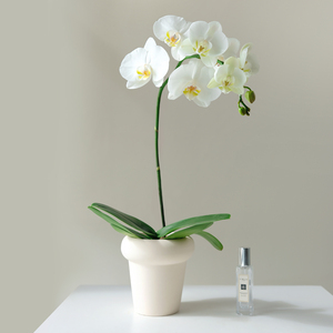 小森林 高品质白色蝴蝶兰诺丁汉室内绿植盆栽花卉桌面装饰兰花