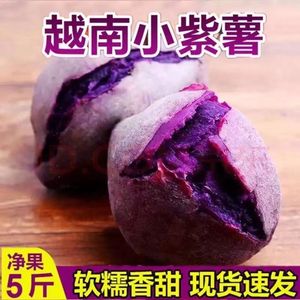 正宗越南小紫薯珍珠板栗紫薯新鲜农家沙地现挖自种粉糯香甜紫薯5m