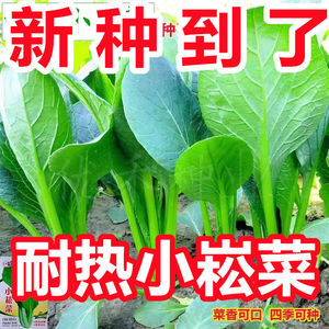 【新种到了】小松菜种小菘菜甜脆一年四季耐热速生青梗菜蔬菜种子