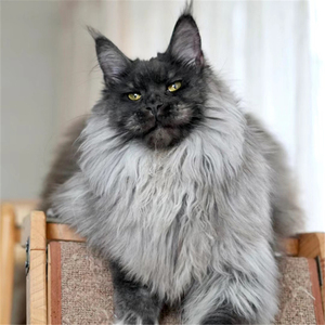 烟灰缅因幼猫纯种活体银黑棕纯白巨型库恩双血统赛级幼崽宠物猫舍