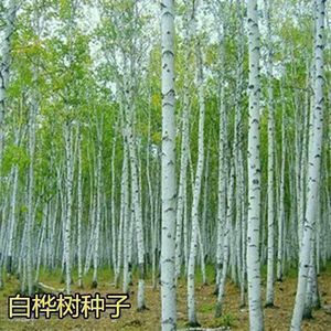 新采集白桦树种子 林木种子 桦桦皮树种子 绿化苗木种子