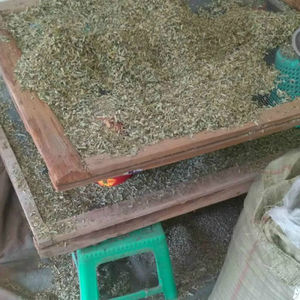 野生油柑叶枕头填充余甘子油甘果叶子枕牛甘叶新鲜枕头填充物散装