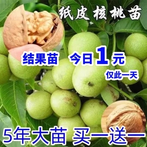 核桃苗8518嫁接苗特大薄皮核桃树苗南北方四季种植果树苗当年结果