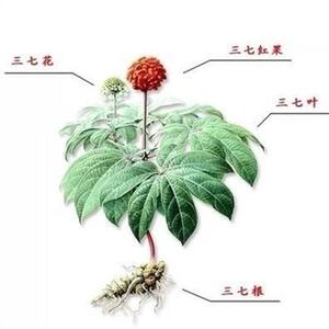 三七种植苗材三七苗云南文山土田七苗种根树三七盆栽根茎