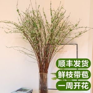 雪柳鲜枝水养干支水培干枝室内枯木逢春绿植物鲜花鲜切花束插花卉