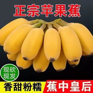 广西苹果蕉新鲜9斤整箱当季水果香蕉芭蕉小米蕉皇帝蕉尾蕉小果