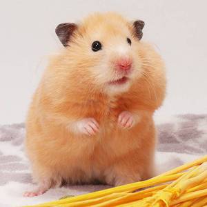 宠物活物巨型仓鼠熊类