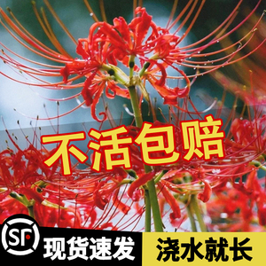 彼岸花种球曼珠沙华花种曼陀罗种子红花石蒜花盆栽室内外四季花卉