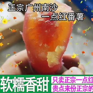 正宗广州南沙一点红番薯冰淇淋薯新鲜现挖冰淇淋口感农家自种蜜薯