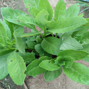 食用明月草苗降糖草白背三七盆栽白背菜植物神仙菜金鸡毛菜保健菜