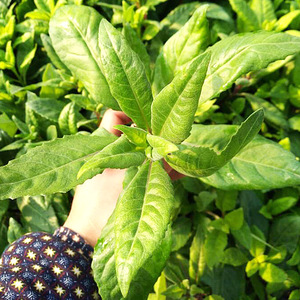 628人付款淘宝明月草金鸡毛草干叶鲜叶神奇救命草白子菜鸡降糖草苗