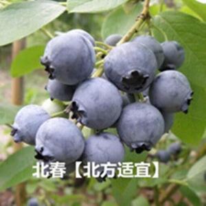 草莓种子蓝莓种子蓝莓树苗种子树莓种子种苗盆栽地栽蓝梅树果树苗