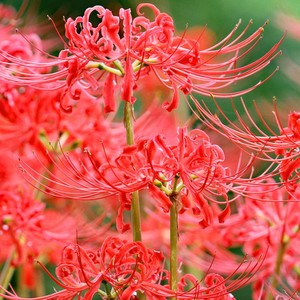 彼岸花种球大球多年生曼珠沙华石蒜花室内室外植物曼陀罗花卉种子