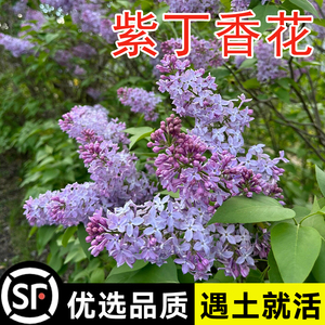 紫丁香花种子盆栽植物花卉庭院阳台种子浓香花卉种籽蜜源植物种子