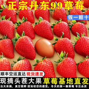 顺丰空运丹东草莓新鲜水果丹东99草莓红颜奶油草莓久久大草莓礼盒