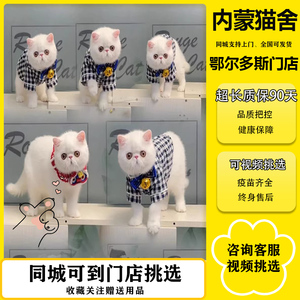香港全国发货纯白异瞳包子脸加菲猫幼崽异国短毛猫宠物长毛波斯猫