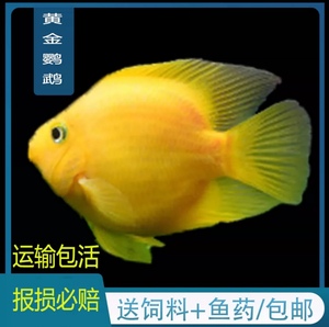 黄金鹦鹉黄元宝热带观赏鱼活鱼包邮包损
