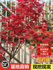 日本红枫树苗四季红舞姬室外耐寒枫叶盆景盆栽庭院绿化风景树绿植