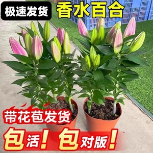 百合花盆栽带花苞室内客厅浓香型花卉香水百合鲜花苗四季开花植物