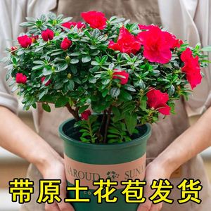 【带花苞原土】杜鹃花苗盆栽花卉植物室内外客厅阳台绿色植物盆景