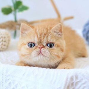 纯种血统加菲猫幼崽包子大脸猫波斯猫活体物异国短毛猫家养宠物猫