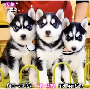 香港发货血统蓝眼哈士奇犬幼崽阿拉斯加雪橇犬二哈家养大型宠物狗
