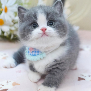 纯种蓝白活体矮脚猫幼崽活物血统宠物猫曼康基蓝猫拿破仑短腿猫