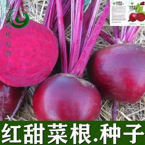 红心甜菜根种子红甜菜根种子甜菜头紫头菜春秋播种高产甜菜种子籽