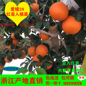 爱媛38号28号红美人桔子树大苗带果嫁接结果树苗室内外种植橘子树