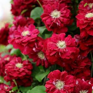 伟伟园艺 重瓣铁线莲 夏尔曼 皇帝 网红植物 人气热销阳台爬藤盆