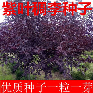 新采林木种子红叶李种子 紫叶李种子 紫叶稠李种子彩叶树种子