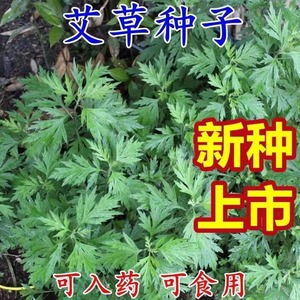 食用艾草种子药用驱蚊草艾叶种籽野生大小叶艾蒿青蒿种植四季驱蚊