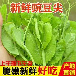 四川豌豆尖新鲜豌豆苗蔬菜火锅食材配菜农家自种蔬菜新鲜蔬菜