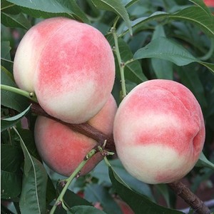 桃树苗 嫁接桃树树苗 中华二号冬桃 极晚熟冬桃苗 冬桃苗 晚熟