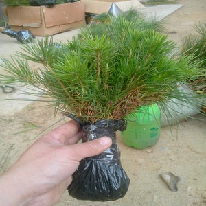 新店开张 黑松苗迎客松泰山松黑松小苗日本黑松小黑松黑松松树苗