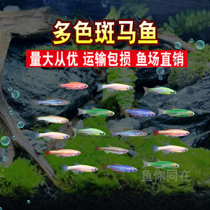 红蓝斑马鱼萤光柠檬绿翡翠糖果金丝小型灯鱼观赏冷水群游活体草缸