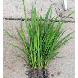 茭白种苗高笋苗春夏秋季水田种植秋季九月前后采收精品蔬菜茭白苗