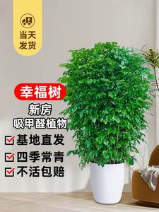 幸福树客厅盆栽大型绿植办公室好养盆景发财树新房除甲醛室内植物