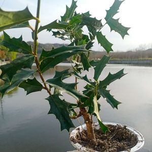 野生有刺枸骨绿植盆栽老鼠刺发财树八角刺四季常青枸骨根叶中药材