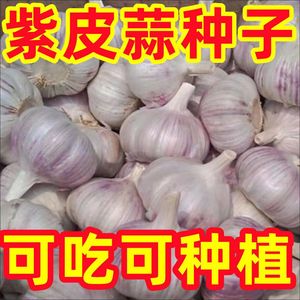 大青稞紫皮蒜种籽可种可吃新蒜白皮蔬菜蒜苔种子腊八蒜大蒜头蒜苗